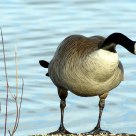 Angry goose